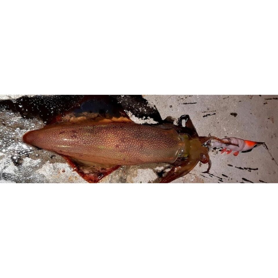 DTD Red Shrimp 3.0 Red Glow Sinking Speed 90 mm 14.3 gr Kalamar Zokası