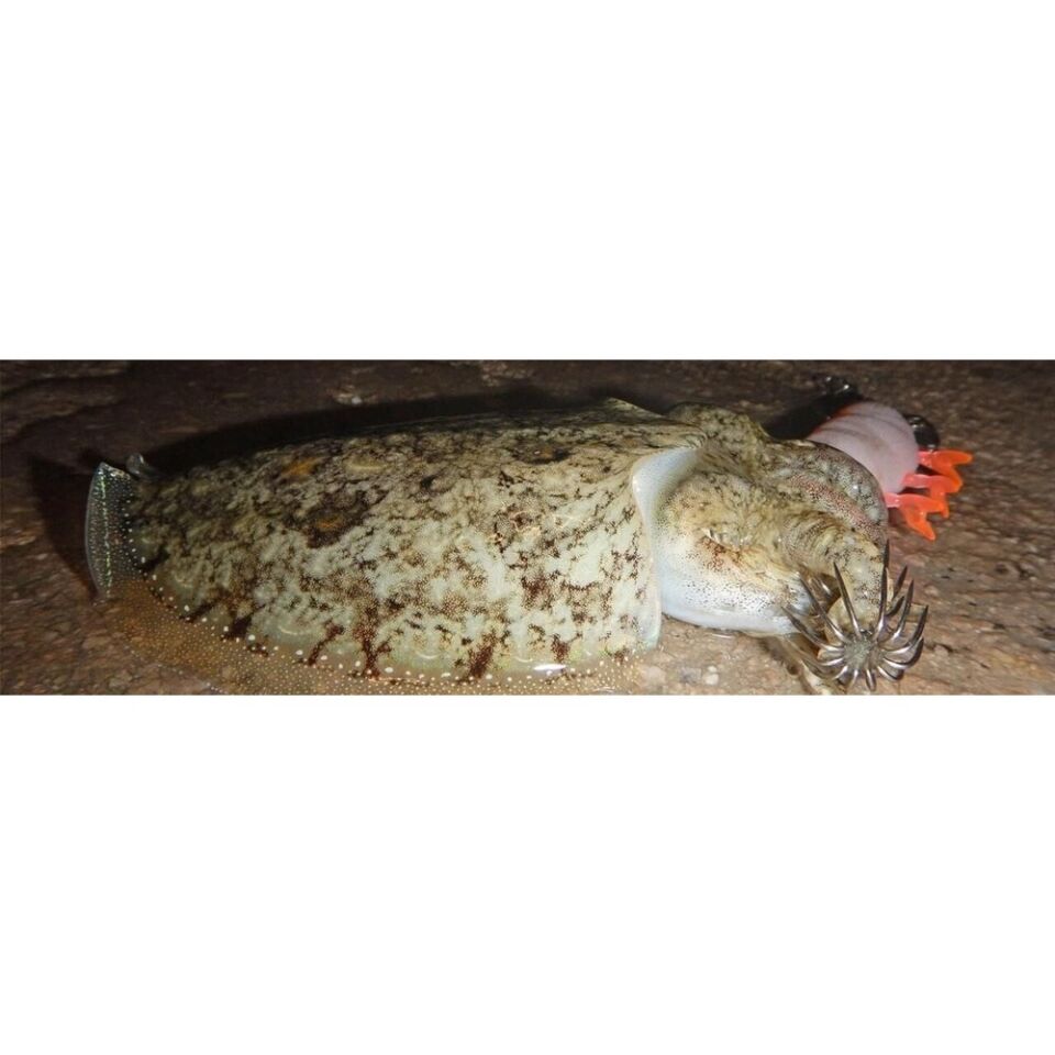 DTD Red Shrimp 3.0 Red Glow Sinking Speed 90 mm 14.3 gr Kalamar Zokası
