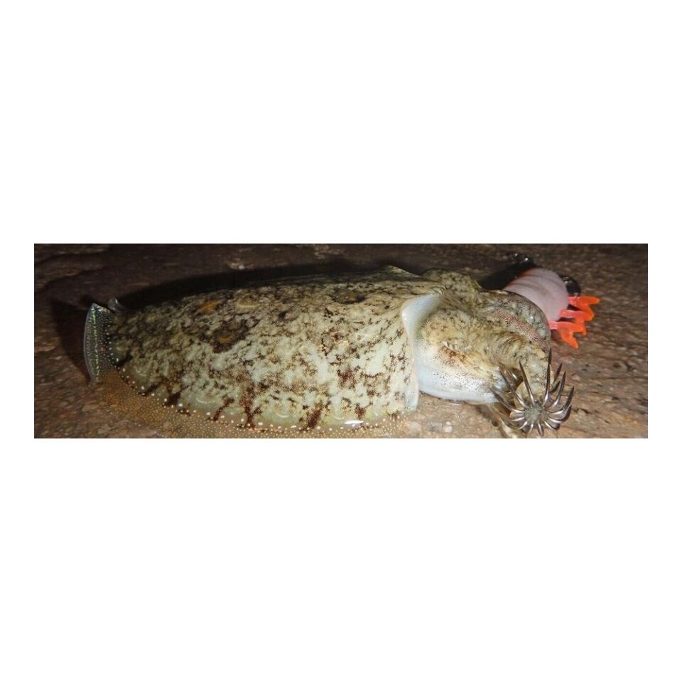 DTD Red Shrimp 3.0 Red Glow Sinking Speed 90 mm 14.3 gr Kalamar Zokası PINK
